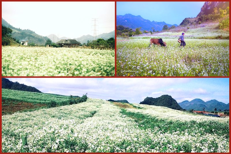 Moc Chau Farm Town in white mustard flower season
